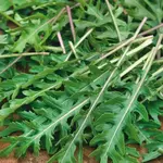 Bio Rukola Wild Rocket