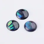 Abalone Shell/Paua Shell Cabochons