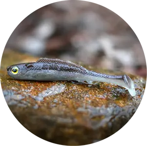 Redbass gumová nástraha ripper kicker brown/silver - s 70 mm