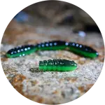 Redbass gumová nástraha trout grub 3x25mm - black/green