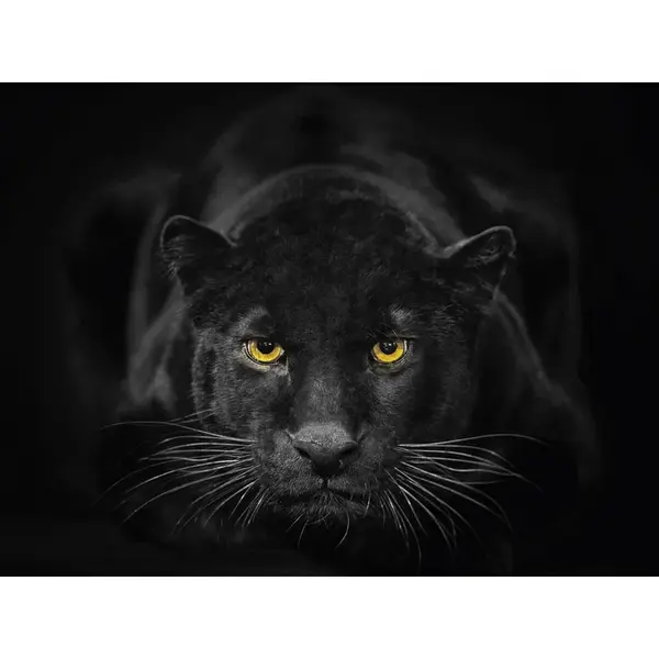 Euroart OBRAZ NA SKLE, zvířata, 30/40 cm