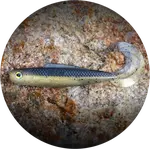 Redbass gumová nástraha twister kixter bass - 12,5 cm 14 g