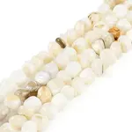 Natural Freshwater Shell  Beads Strands