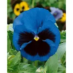 GardenSeed Premium Semienka Fialka sirôtka modrá s okom