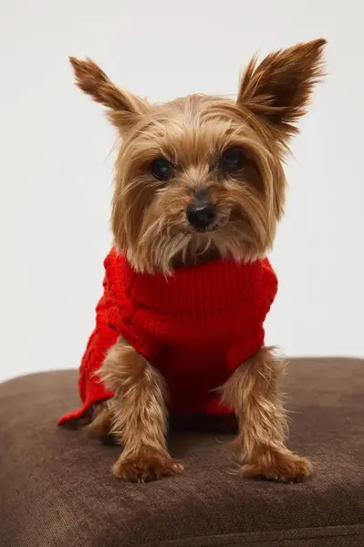 Sveter pre psa Medicine