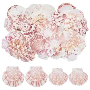 2 Styles Natural Shell