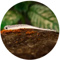 Redbass smáček big snake white g - 15,5 cm 11 g