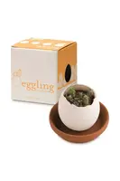 Sada pro pěstování rostlin Noted Eggling Lavender de Provence bílá barva