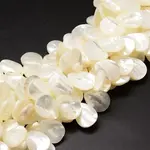 Natural Trochid Shell/Trochus Shell Beads Strands