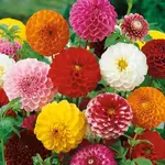 Georgína Pompon Mix