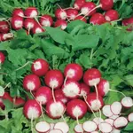 Reďkovka guľatá červ-biela Premium