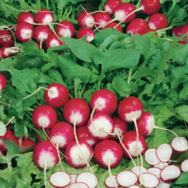 Reďkovka guľatá červ-biela Premium