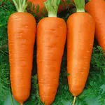 Mrkva poloskorá Katrin