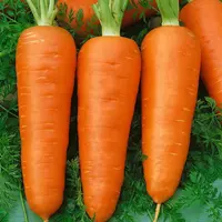 Mrkva poloskorá Katrin