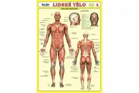 Lidské tělo - Přehled orgánových soustav - Svalová soustava - Petr Kupka