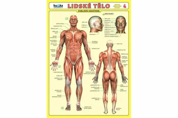 Lidské tělo - Přehled orgánových soustav - Svalová soustava - Petr Kupka