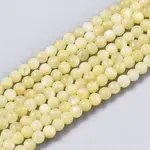 Natural Freshwater Shell Beads Strands