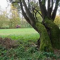 Jiří Bayer – Luční víla