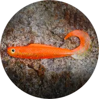 Redbass gumová nástraha twister kixter orange g uv - xs 45 mm