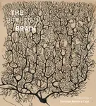 The Beautiful Brain - Alfonso Araque, Larry Swanson, Eric Newman