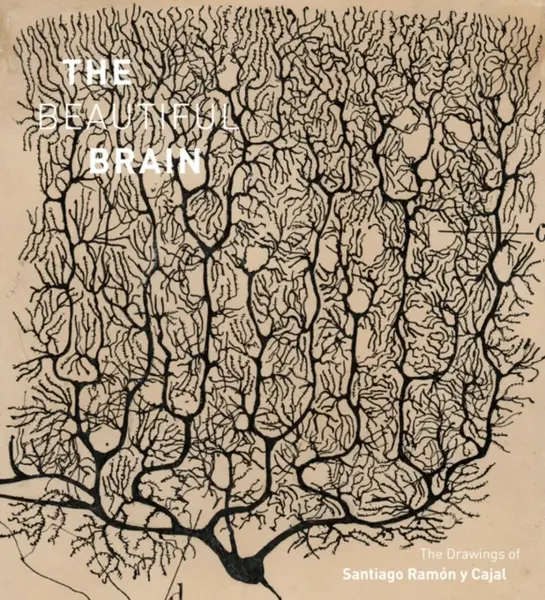 The Beautiful Brain - Alfonso Araque, Larry Swanson, Eric Newman
