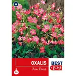 Oxalis Iron Cross