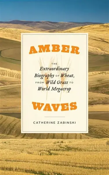 Amber Waves - Catherine Zabinski