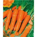 GardenSeed Premium Výsevný pásik Mrkva skorá Karotina