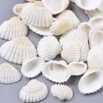 Natural Shell Beads