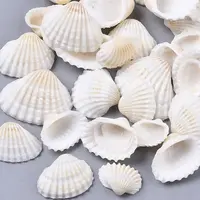 Natural Shell Beads