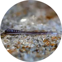 Redbass gumová nástraha micro tail brown/silver - s 48 mm