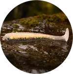 Redbass gumová nástraha ripper swimmer slim bass - l 88 mm