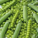 Hrach siatý pravý Bio