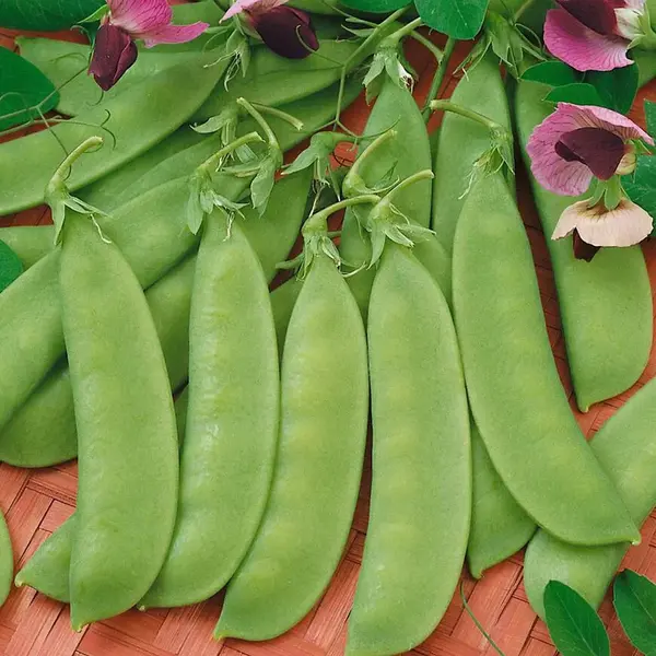 Hrach cukrový Ambrosia