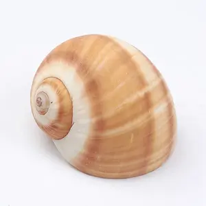 Hermit Crab Shells