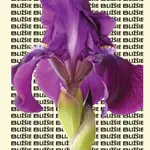 Bližšie - Katarína Fedorová - kniha z kategorie Společenská beletrie