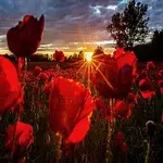 Radomír Holeček – Mámo