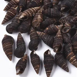 Natural Spiral Shell Beads