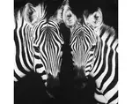 Obraz na plátně Zebry, 50x50 cm
