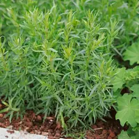 Palina dračia – Estragón