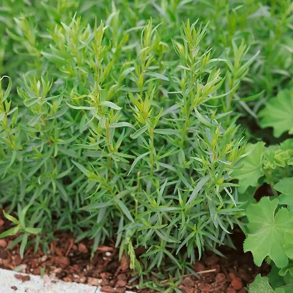 Palina dračia – Estragón