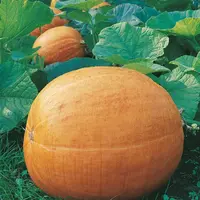 Tekvica veľkoplodá Golias
