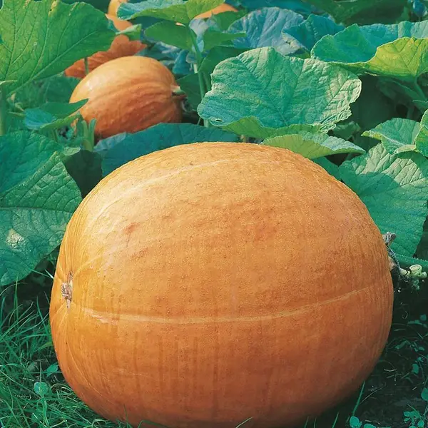 Tekvica veľkoplodá Golias