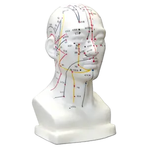 Hwato Akupunkturní model hlavy, 19 cm