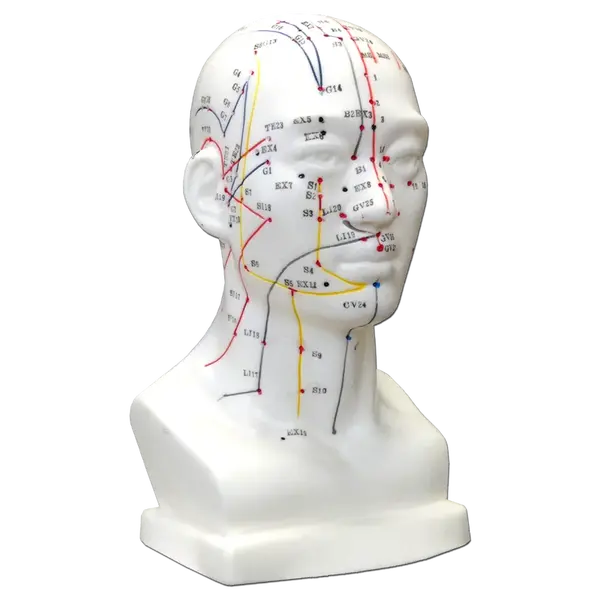 Hwato Akupunkturní model hlavy, 19 cm