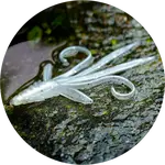 Redbass gumová nástraha nymfa white g - s 53 mm