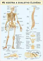 Kostra svalstvo člověka A4 - Barbora Dančová - kniha z kategorie Gymnázia