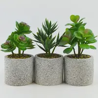 Sukulent 24cm mix 96057