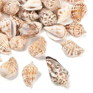 Natural Conch Shell Beads