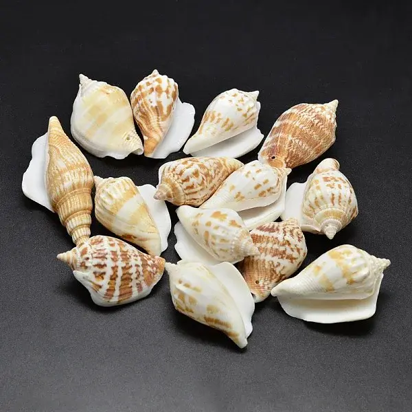 Natural Conch Shell Beads